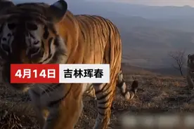 东北虎妈带仨崽组团巡山画面曝光 专家：膘肥体壮营养非常好图片