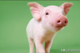 十大最聪明的动物图片