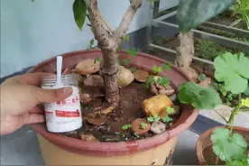 3分钟告诉你，磷酸二氢钾和花多多2号，用哪个浇花好图片