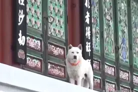 那只出了家的狗狗大白，却在山下动了凡心，吃肉泡妞两不误，真牛图片