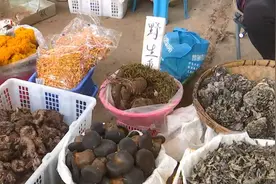 野生黑牛肝和人工黑牛肝如何区分？来学一学图片