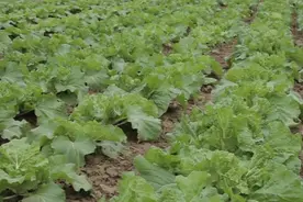 白菜要想增产，用上2个小方法，包心紧实，省钱又高产图片