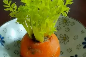 厨房4种蔬菜头，不要随意丢掉，当盆栽养起来很好看图片