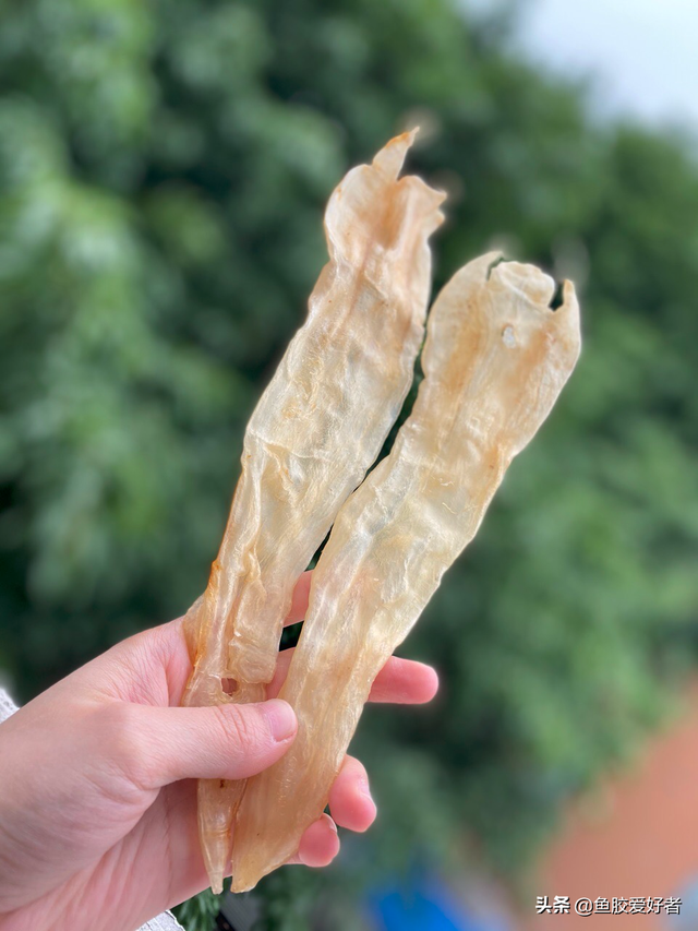 黄花皎北海花胶 2026年北海黄花胶的功效与作用