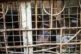 夫妇俩扎根非洲，收养了36只小猩猩，因为它们的母亲被人类杀害图片
