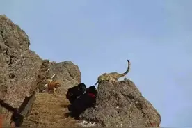 流浪藏獒泛滥成灾，成高原新势力，雪豹和棕熊都不是对手图片
