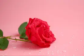 结了婚才能懂的一些话，婚前的你最好也看下图片