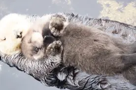 小水獭的天然水床，每天睡在妈妈肚子上，可爱极了！视频封面