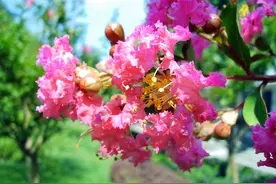 「诗词鉴赏」紫薇花开得美，但紫薇花的诗，你知道吗？图片