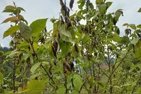 樱桃没打药病害复发！灰霉病该怎么办图片