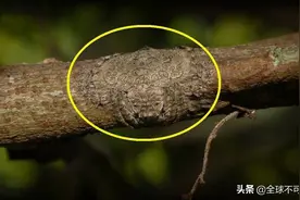 令人毛骨悚然“大自然”的魔法，大自然，也有惊人的一幕图片