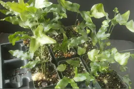 教你室内植物繁殖的几种不同技巧，观叶、观花植物和多肉都能繁殖图片