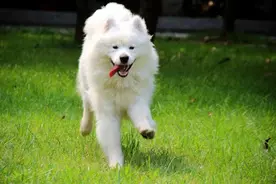 狗狗一生中，最重要的4件东西，你家狗狗拥有几个了图片