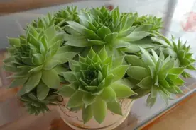 多肉普货观音莲，如何养出叶尖紫红，爆盆好状态？须注意两点图片