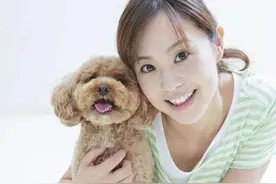 田园犬这么好，为什么有人不愿意养？宁愿去养“外国土狗”？图片