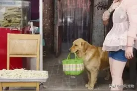金毛帮爷爷买菜一听没给它买肉，半路罢工倒地耍赖，路人笑弯了腰图片