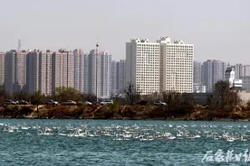700多只小天鹅飞抵滹沱河！它来了，它来了，它翩翩起舞飞来了图片