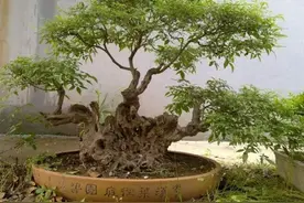 山上两种“疙瘩树”，枝干苍虬，树形优美，挖回家可以做盆景图片