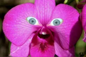 奇花异草篇之二（您见没有见过我不知道，反正我是第一次见）图片