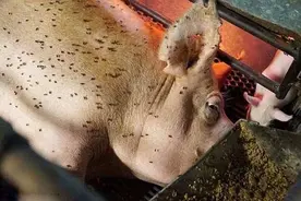 夏季养猪场蚊蝇猖獗，给你最全、最高效的猪场驱蚊灭蝇小方法！图片