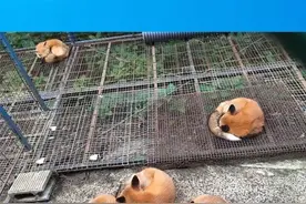 每日笑笑：得罪女票的下场图片