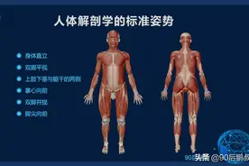 人体解剖学的基本术语图片