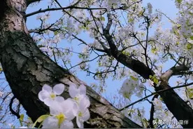 藏在古诗词里的关于春天的成语，快一起学习吧图片