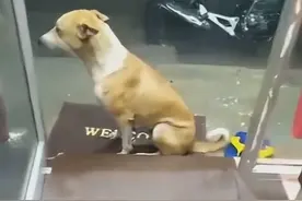 男子邀请流浪狗进店避雨，它却“毕恭毕敬”，狗：雨小了就走图片