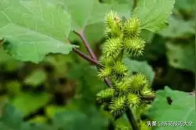 来自童年的花草，你还记得几种呢？图片