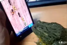 网友养青蛙当宠物，竟拿虫子图片逗它，结果却把自己给坑害了图片