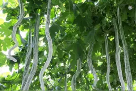 种植蛇瓜，掌握育苗“三要素”和管理“四要点”，早上市增产多！图片
