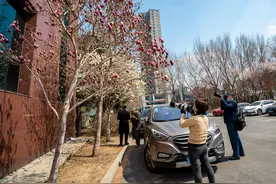 三棵玉兰树 吸引摄影人图片