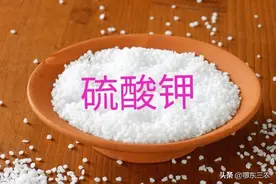 在果园里，硝酸钾和硫酸钾哪个更适合果实膨大期使用？图片