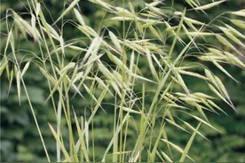 「秦岭百科 · 植物」野燕麦图片