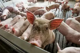 育肥猪用什么料喂猪长得比较快？浓缩料和全价料哪个料？这样选择图片