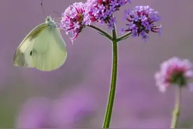 不止“花花世界”，这里还有“虫虫世界”图片