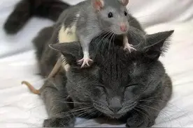 猫和老鼠不是天敌的时候是一件多么温馨的事情图片