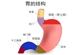 胃不舒服，不用再盲目检查了~最全胃病相关检查都在这里了图片