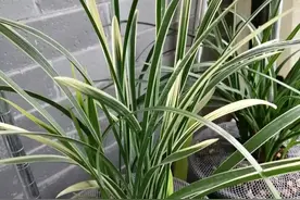 适合普通人养的十款兰花，不仅便宜还很好养，开品漂亮香味浓郁图片