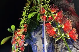 夜色下，福州一群人打着手电筒，只为等待……图片