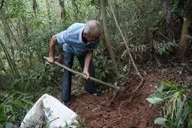 俗称“广东人参”，果子浑身长毛，根茎价值高得很，冬季需求暴增图片