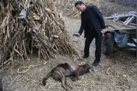 ​长16、宽14厘米大脚印！黑龙江林场疑现东北虎，它杀伤力多强？图片