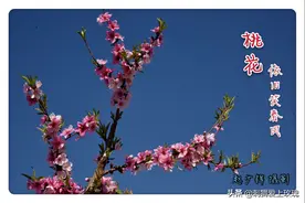 春风吹拂花竟放 朵朵桃花亦醉人图片
