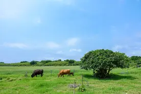 广西奇闻轶事：田林篇图片