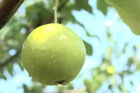 秋季润肺，还得看它……图片