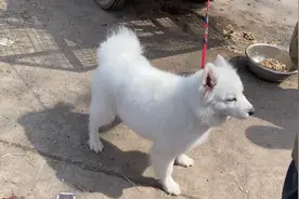 江苏：萨摩耶被卖狗肉车，干净雪白成了狗贩子给狗狗加价的筹码图片