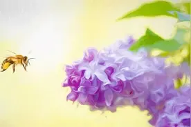 以毒攻毒！蜜蜂毒素可100%杀死癌细胞，且对正常细胞影响极小图片
