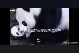 好甜！你见过熊猫妈妈花式宠娃的样子吗？图片