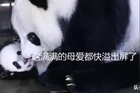 好甜！你见过熊猫妈妈花式宠娃的样子吗？图片