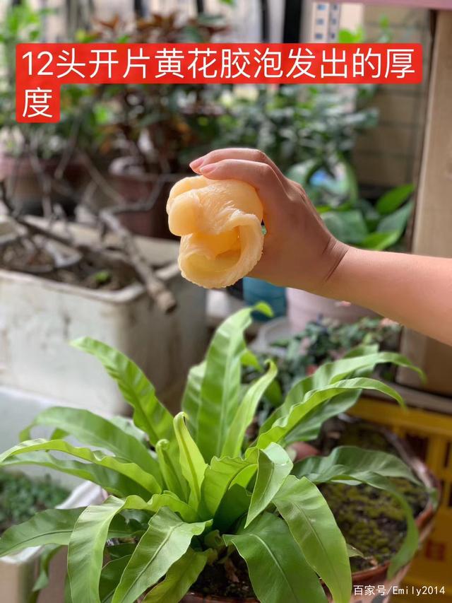 为什么花胶不成冻 2026年为什么我买的花胶感觉泡不开